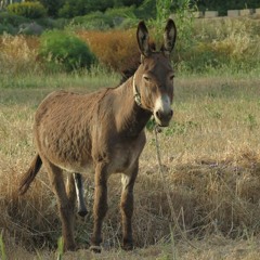 Aroused donkey