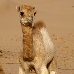 Lil Camel