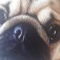 GoodBoi