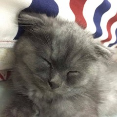 meowzie