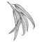 dendr