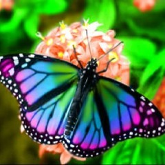 Butterflygirlxx