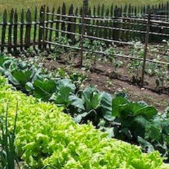 Axelle “ApfaneChan”