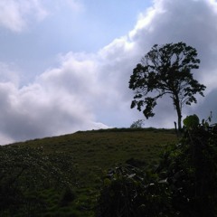 Silvi