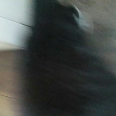 just some cat