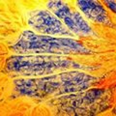 PHOENIX SOUS LES TOITS