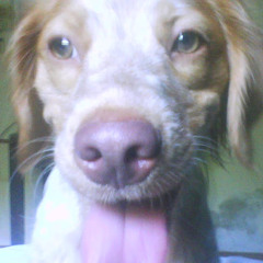 Pachy Lucas Henny
