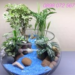 Dũng Tiểucảnh Mini