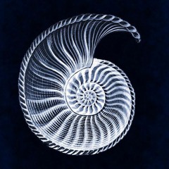 The Nautilus