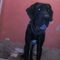 ali