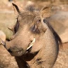 Lil warthog