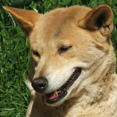 Dingo Daddy