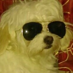 Stream El perro con lentes :v music | Listen to songs, albums, playlists  for free on SoundCloud
