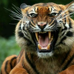 Mehrma by sam sandhu ( feat. yo yo honey singh)