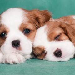 puppy lover