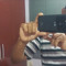 Marcos Silva