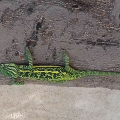 iguane