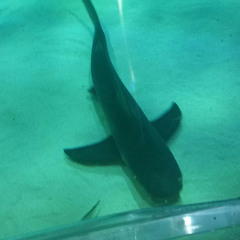 fishinboy_YT