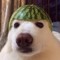 A_Dog12