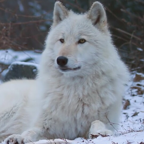wolf chains