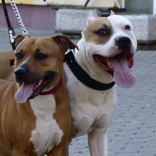 2pac & Tech Nine & Krazy Bone -  Thug Love (dog Mix )