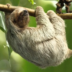 Young Sloth