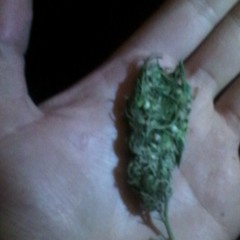 pivbul