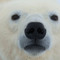 Big polar gaming