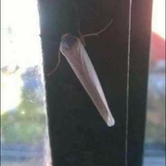 ponta roach