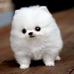 thesmolestdoggo