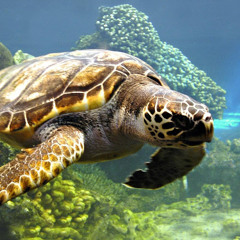 Trevor Turtle