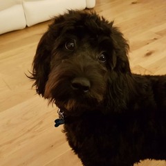 Archie