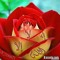 باسط العراقي