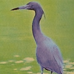 Chega De Saudade Fade-In