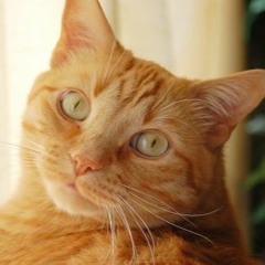 Orange_Cat