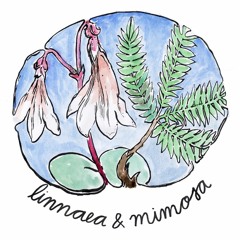 linnaea et mimosa