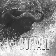 Buffalo NL