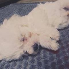 이하련