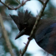 Richard Leon Gauthier