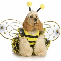 Dogwasp