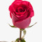 T-Rosey
