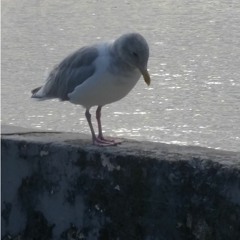Sam, The Seagull