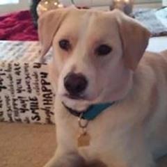 Avicii Live Tomorrowland 2011 (Full Set)