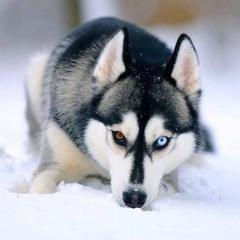 Maria Antonia Alexandru