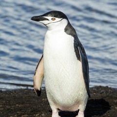 pengiun boi