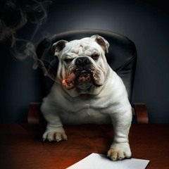 ® BOSS DOG ®