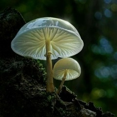 Loma Block Creations