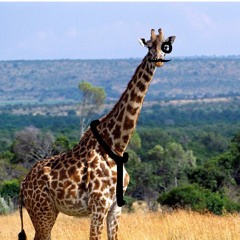 faint_ giraffe