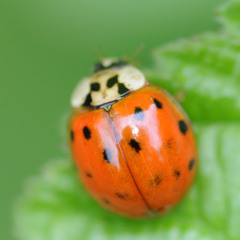 valerie delafontaine