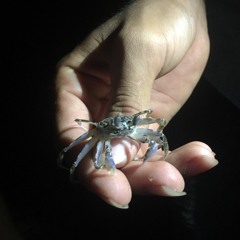 Voices Across Borders